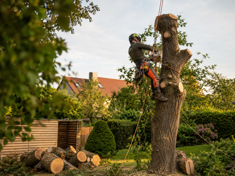 Baumfällung in Naumburg — Holz & Garten Weißenfels